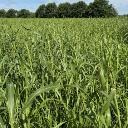 Renovo Seed launches OptiHarv forage mix at World Dairy Expo